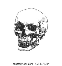 skull, vector illustration isolated on white background, hand drawing, ink
