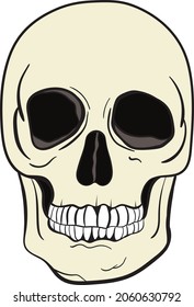 Skull Vector Illustration Isolated On White Background. 