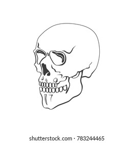 Skull vector illustration or symbol