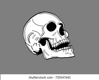 skull vector isolated on a grey background 3/4 view