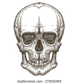skull vector logo design template. death, disease or zombie icon.