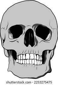 Skull vector made from scratch 