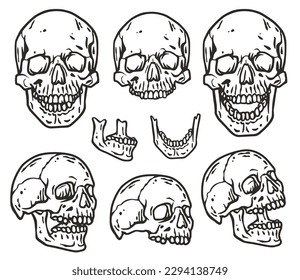 Skull vector set for halloween design. Skeleton head collection or bone brutal skull