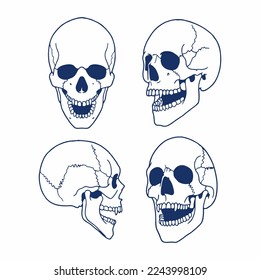 Skull Vector Set. Hand drawn Anatomy