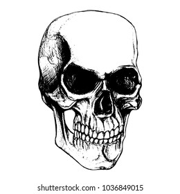Skull vector.Hand drawn vector illustration for prints design.Skull isolated on white background.