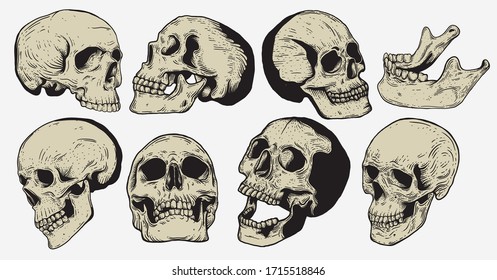 Skull vintage engraving style isolated vector hand drawn illustration for graphic design and creative projects. stamp logo emblem, retro branding and tattoo design