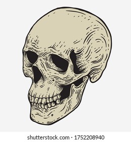 Skull vintage engraving style isolated vector hand drawn illustration for graphic design and creative projects. stamp logo emblem, retro branding and tattoo design