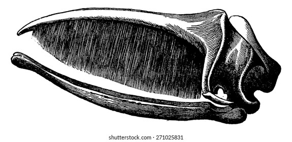 Skull whale baleen laying, vintage engraved illustration. La Vie dans la nature, 1890.