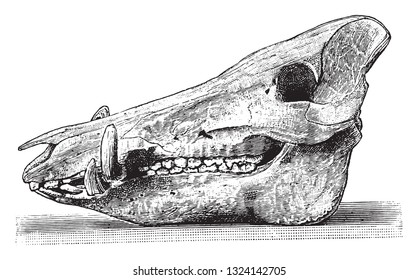 Skull of the wild boar, vintage engraved illustration. From Deutch Vogel Teaching in Zoology.
