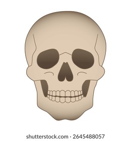 Skull. Witch magic skull. Predictions and magic. Vector hand drawn illustration
