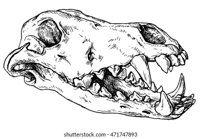Skull of wolf view profile - hand drawn vector illustration, isolated on white