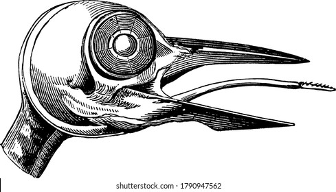 The skull of a Woodpecker, vintage line drawing or engraving illustration.