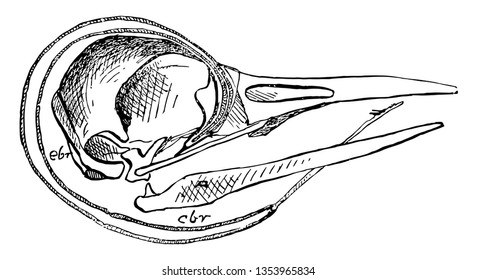 The Skull of a Woodpecker which bearing slight elements at its fore end vintage line drawing or engraving illustration.
