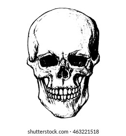 Skull.Human skull on isolated white background.