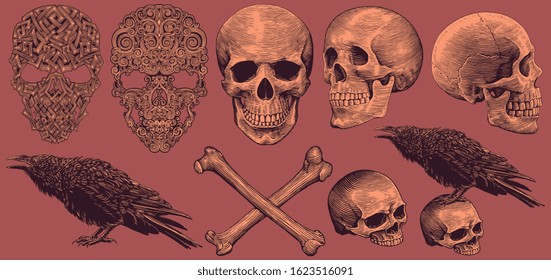 Skulls, bones and raven. Design set. Art detailed editable illustration. Vector vintage engraving. Isolated on color background. 8 EPS