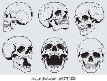 skulls collection vector illustation set