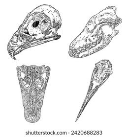 Skulls of dead animals including Hawk or eagle skull and crane head. Stylized drawing of wolf dog coyotes head bones. Decorative crocodile drawing. Witchcraft, voodoo magic attribute. Halloween vector