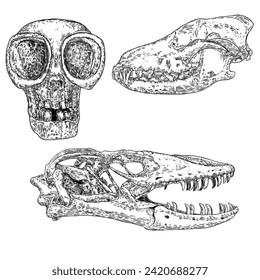 Skulls of dead animals including Komodo dragon lizard. Stylized drawing of wolf dog coyotes head bones. Decorative drawn Alien UFO creature face. Witchcraft, voodoo magic attribute. Halloween. Vector