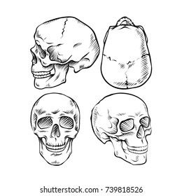 Skulls. From different sides. Hand-drawn style.