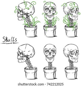 Skulls  From different