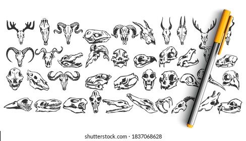 Skulls doodle set. Collection of hand drawn sketches templates patterns of dead wild animal goat dear skeletons head bone isolated in line. Halloween sign and cult symbols illustration.