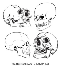 Skulls. Set of vector illustrations. Isolated on white background.