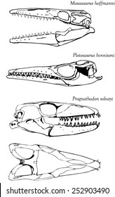 Skulls of three different mosasaurs (set)