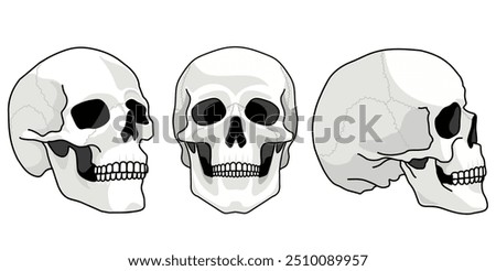 Skulls views. Human skull sides. Humans skulls sketch, smiling mouth death bone. Horror spooky skull front and side view illustrations isolated on background. Skeleton tattoo anatomical face drawings