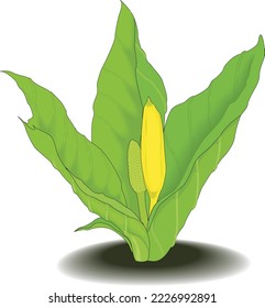 Skunk Cabbage Plant Vektorgrafik