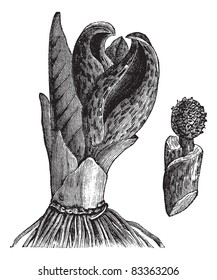 Skunk cabbage, Symplocarpus foetidus, Eastern Skunk Cabbage, Clumpfoot Cabbage, Foetid Pothos, Meadow Cabbage or Polecat Weed or Swamp Cabbage, vintage illustration. Trousset encyclopedia 1886 - 1891