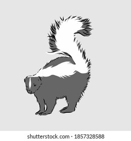 Skunk. Hand drawing of wildlife. Animals of North America series. Vintage engraving style. Vector illustration art. Black and white. Isolated object of nature naturalistic sketch. skunk vector sketch