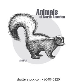 Skunk. Hand drawing of wildlife. Animals of North America series. Vintage engraving style. Vector illustration art. Black and white. Isolated object of nature naturalistic sketch. 