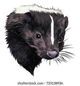 skunk sketch head vector graphics color picture