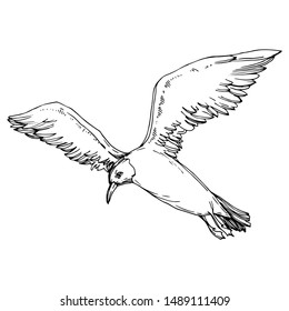 Sky bird seagull in a wildlife. Wild freedom, bird with a flying wings. Black and white engraved ink art. Isolated gull illustration element on white background.