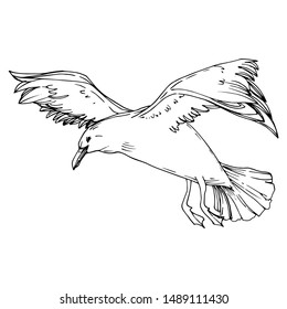 Sky bird seagull in a wildlife. Wild freedom, bird with a flying wings. Black and white engraved ink art. Isolated gull illustration element on white background.