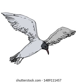Sky bird seagull in a wildlife. Wild freedom, bird with a flying wings. Black and white engraved ink art. Isolated gull illustration element on white background.