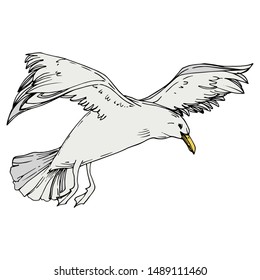 Sky bird seagull in a wildlife. Wild freedom, bird with a flying wings. Black and white engraved ink art. Isolated gull illustration element on white background.