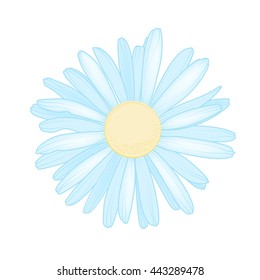 Sky blue chamomile daisy close up top view. Loves me loves me not flower. Isolated botanical floral design element.