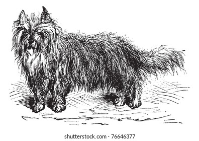 Skye Terrier or Canis lupus familiaris, vintage engraving. Old engraved illustration of a Skye Terrier. Trousset encyclopedia.