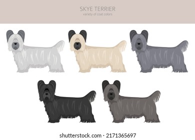 Skye terrier coat colors, different poses clipart.  Vector illustration