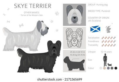 Skye terrier coat colors, different poses clipart.  Vector illustration