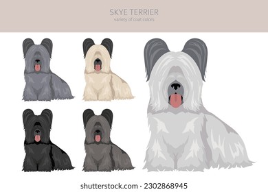 Skye terrier coat colors, different poses clipart.  Vector illustration