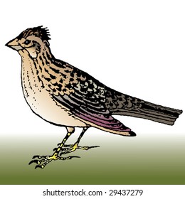 skylark