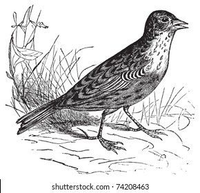 Skylark or Alauda arvensis vintage engraving. Old engraved illustration of a skylark bird in his environment.