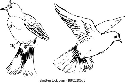 Skylark ink illustrations set. Monochrome drawings of birds. Vector black and white animals art. Nature theme. Engraving style. 