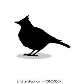 Skylark lark bird black silhouette animal. Vector Illustrator.