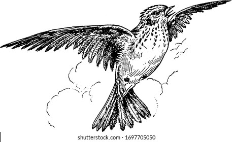 Skylark is a small passerine bird, vintage line drawing or engraving illustration.