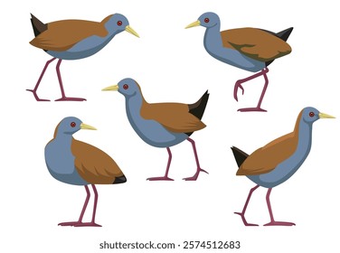 Slaty-Breasted Wood Rail Bird Poses Vector Illustration