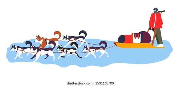 Sled Dog Team In Action. Dogs Sledding In North, Recreational And Racing Winter Transport With Huskies And Driver In Full Sport Gear. Flat Vector Illustration On White Background.