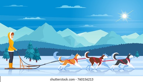 Sleddog huskies with mountains trees sun and musher flat vector illustration